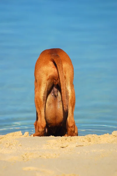Родезийский щенок Риджбэк — стоковое фото