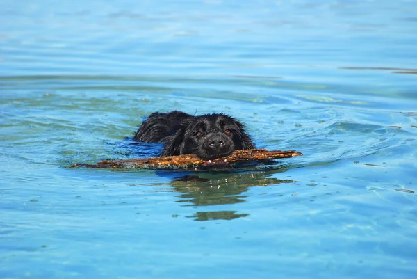 Swimming dog retrieving stick — Stock Photo, Image