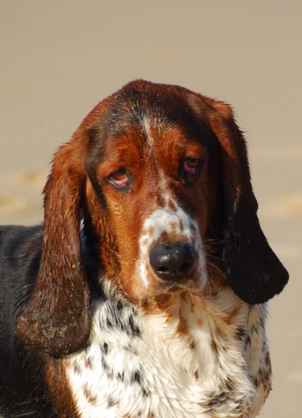 Portret Basset hound — Zdjęcie stockowe