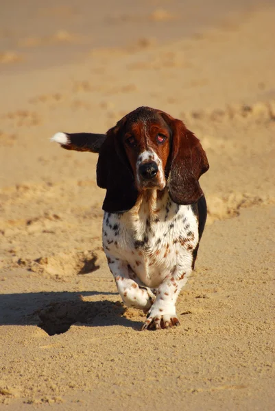 Basset hound — Stok fotoğraf