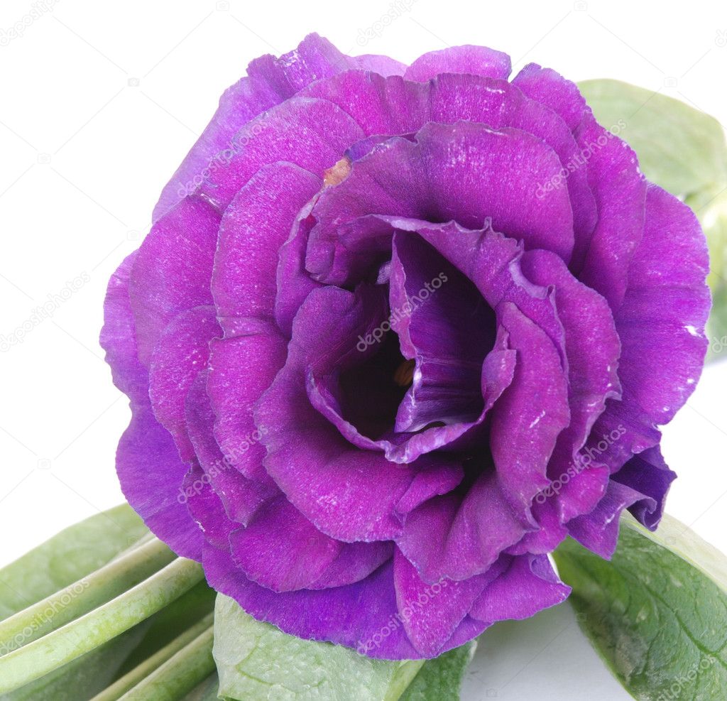 Purple desert rose flower on white
