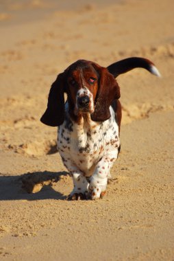 Basset hound clipart