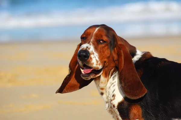 Roliga basset hound dog porträtt — Stockfoto