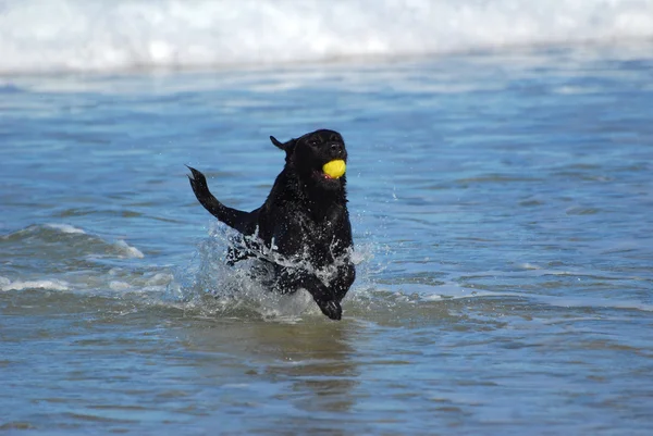 水で遊ぶ犬 — ストック写真