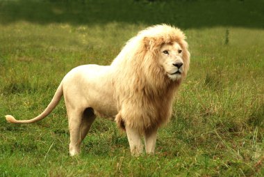 African white lion clipart