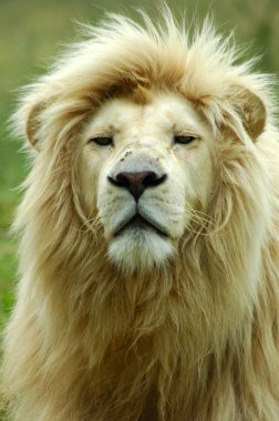 White lion portrait clipart