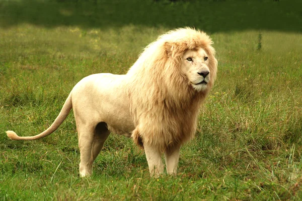 Afrikanischer weißer Löwe — Stockfoto