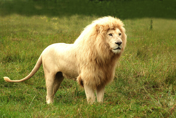 Full body of an African rare white lion with big mane standing in the bushes and staring with alert facial expression in a game park in South Africa