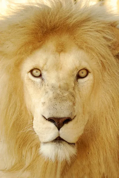 Cara de leão perto — Fotografia de Stock
