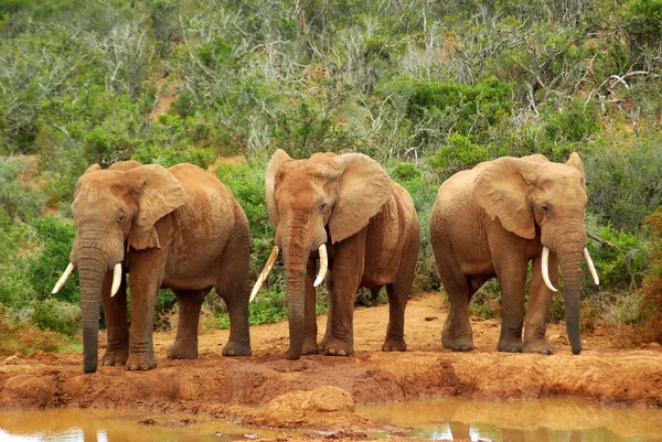 Elefanti africani — Foto Stock