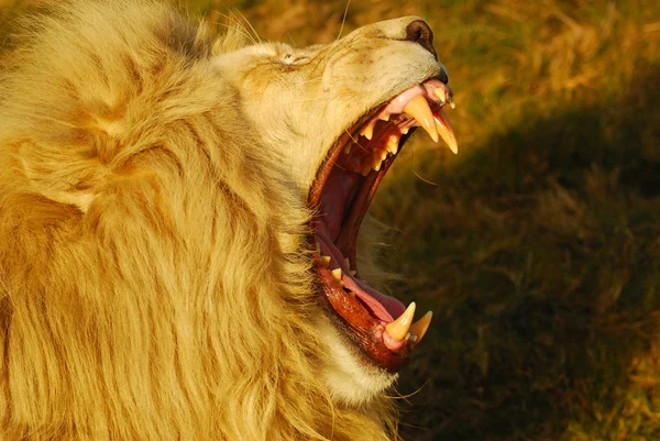 Řvoucí lev — Stock fotografie