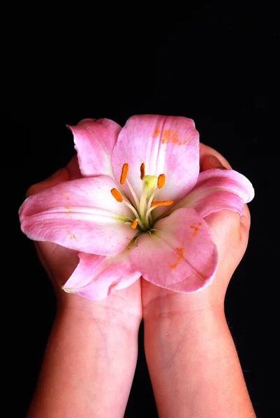 Child's hands holding pink lily flower — Stock Photo, Image
