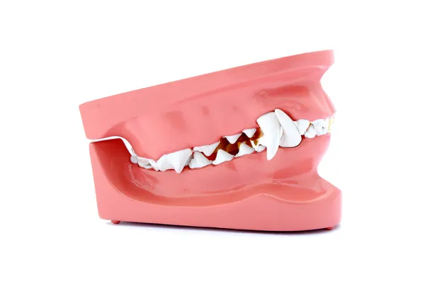 Modelo de dentes de cão — Fotografia de Stock