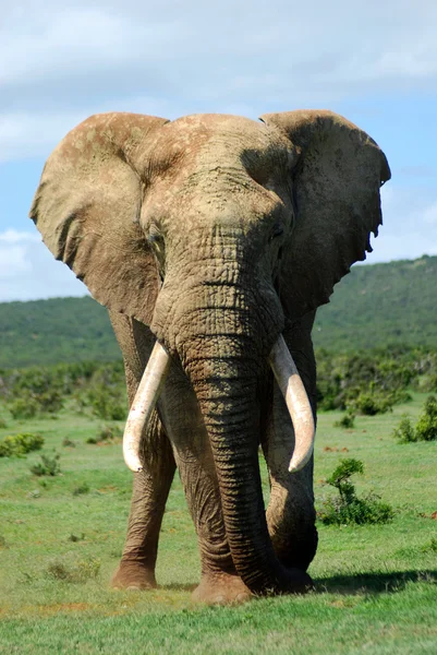 아프리카 코끼리 황소 스톡 이미지