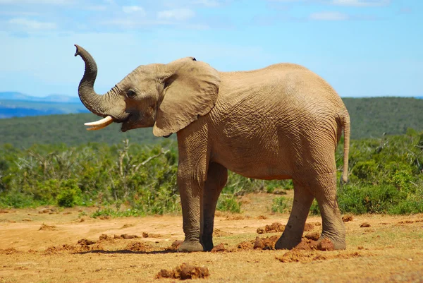 Afrikaanse olifant ruiken Rechtenvrije Stockfoto's