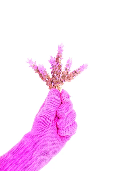 Fresh winter lavender — Stock Photo, Image