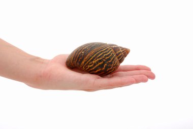 Hand with snail clipart