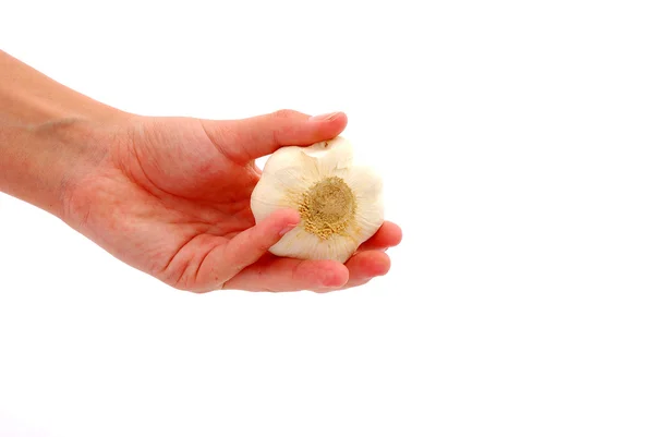 Hand with garlic bulb — Stock Photo, Image