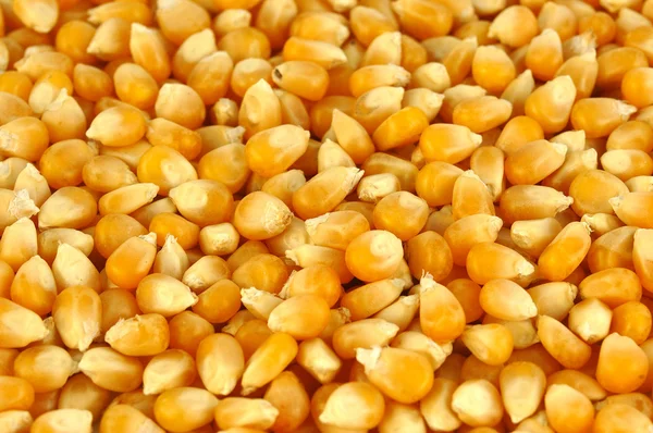 Maize corn background — Stock Photo, Image