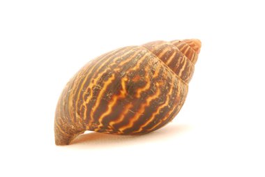 Snail shell clipart