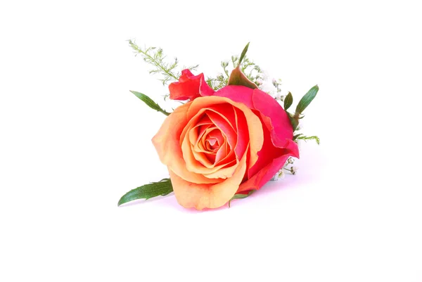 Rosa vermelha em branco — Fotografia de Stock