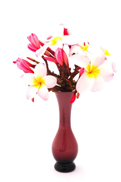 Plumeria flowers — Stock Photo, Image