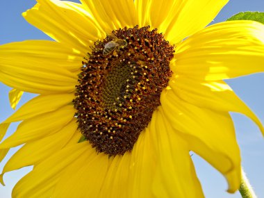 Sunflower clipart