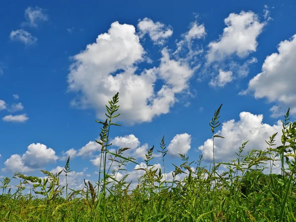 stock image Summer