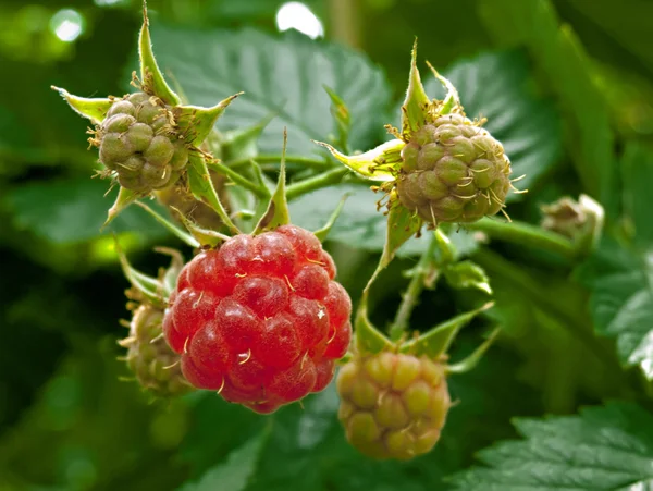 stock image Raspberry