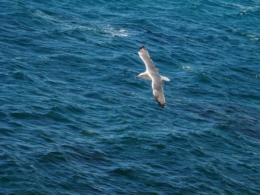 Gulls flying over the sea clipart