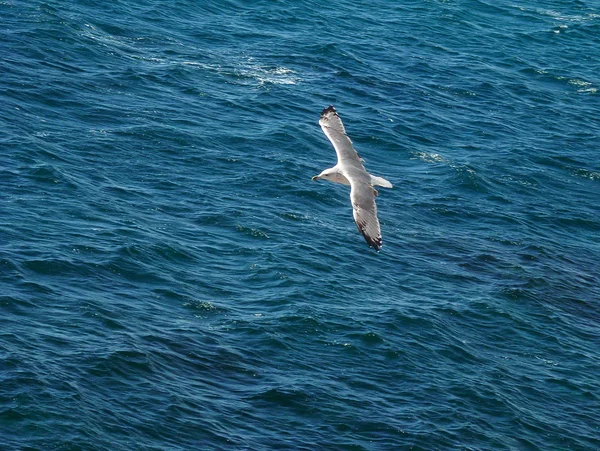 Denizin üzerinde uçan martı — Stok fotoğraf