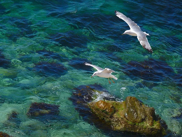 Gaivotas voando sobre o mar — Fotografia de Stock