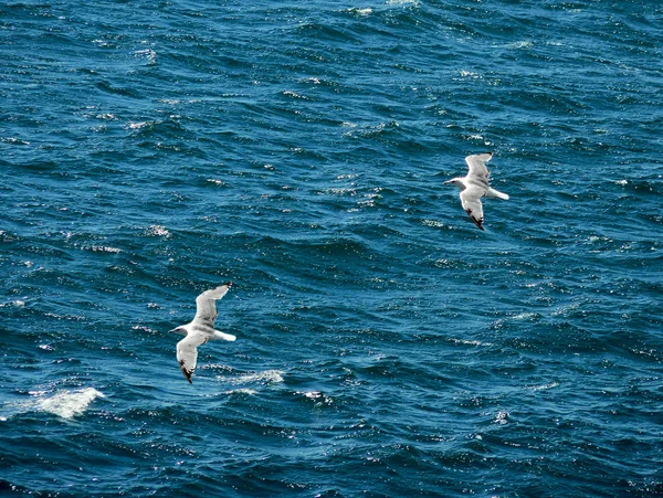 Goélands survolant la mer — Photo