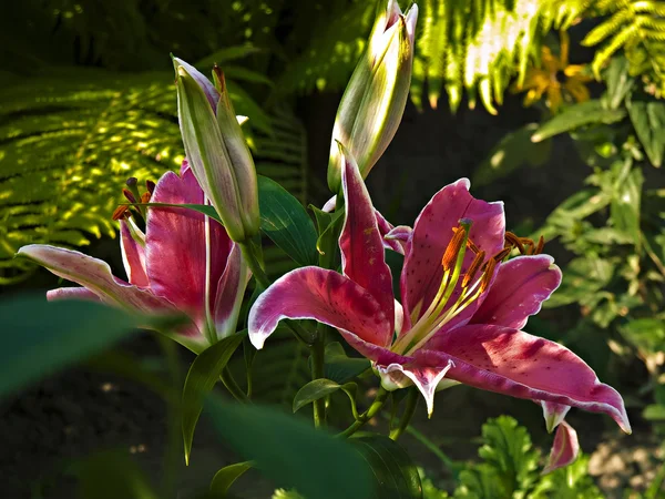 Lilja i morgonsolen — Stockfoto