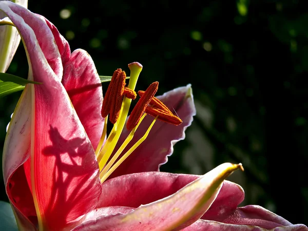 Lilja i morgonsolen — Stockfoto