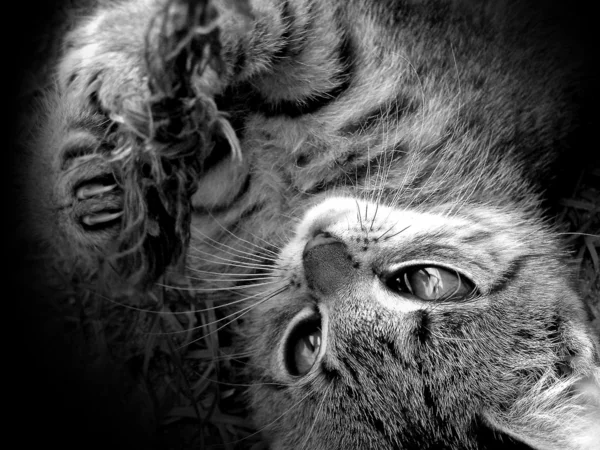 Кішка в темряві Стокове Фото