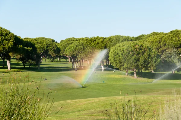 Giocatore di golf ha colpito una palla da golf nel campo da golf con alberi di pino — Foto Stock
