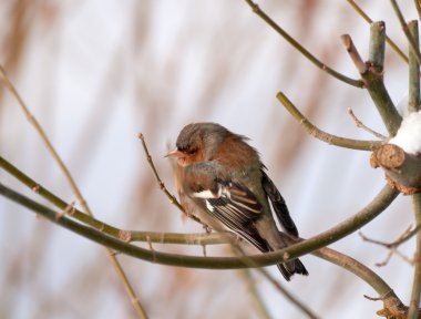 Chaffinch or chaffy bird - brown-gray small bird clipart