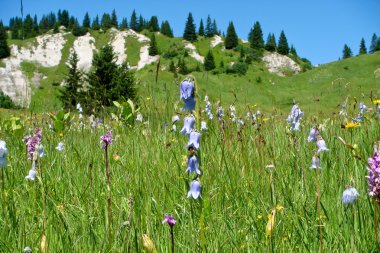 Alpine meadow clipart