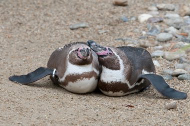 Macellan pengueni