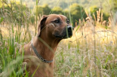 Rhodesian Ridgeback clipart