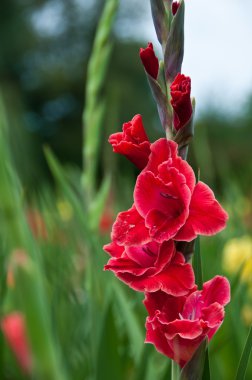 Red Gladiolus clipart