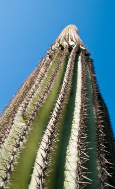 saguaro