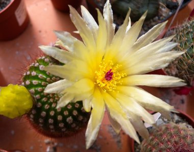 çiçek açan notocactus