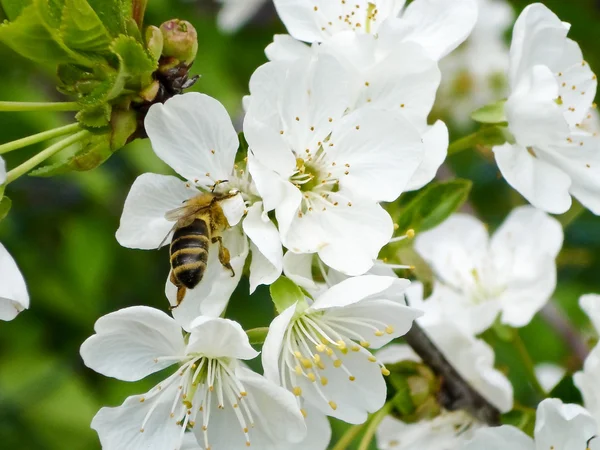 stock image Bee on the cherry tree flowers