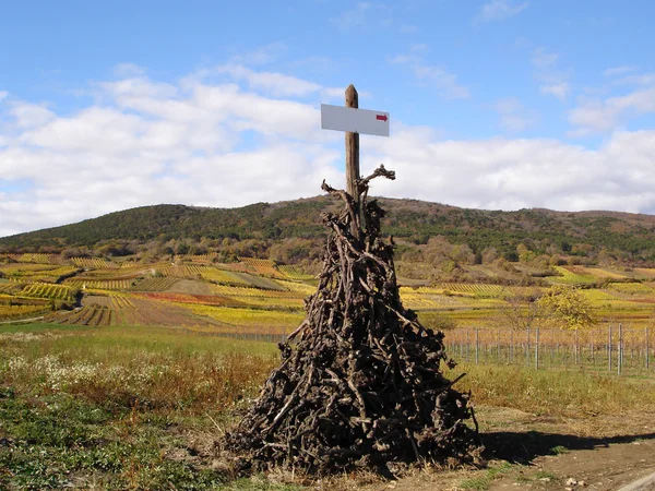 stock image Austrian vineyard