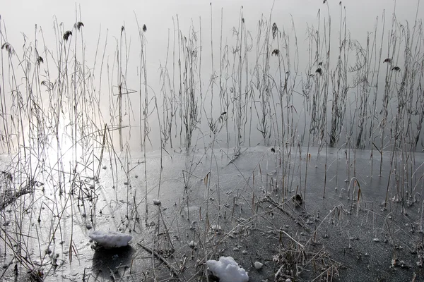 Gölü, buz, sazlık ve sis — Stok fotoğraf