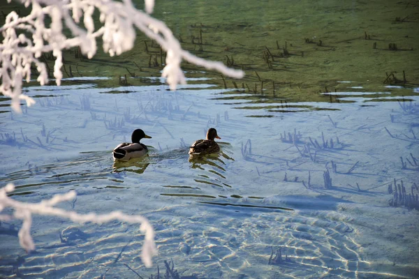 Ducks famaly swimming in the mountain lake — Stock Photo, Image