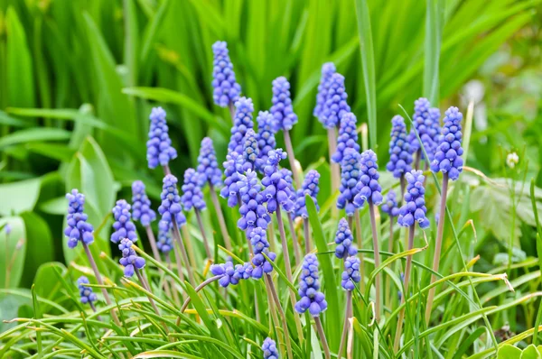 stock image Blue Flowers