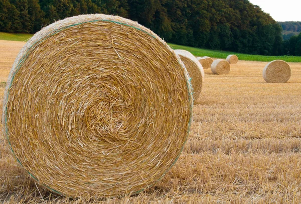 Rolls of straw in the field — Stock Photo, Image
